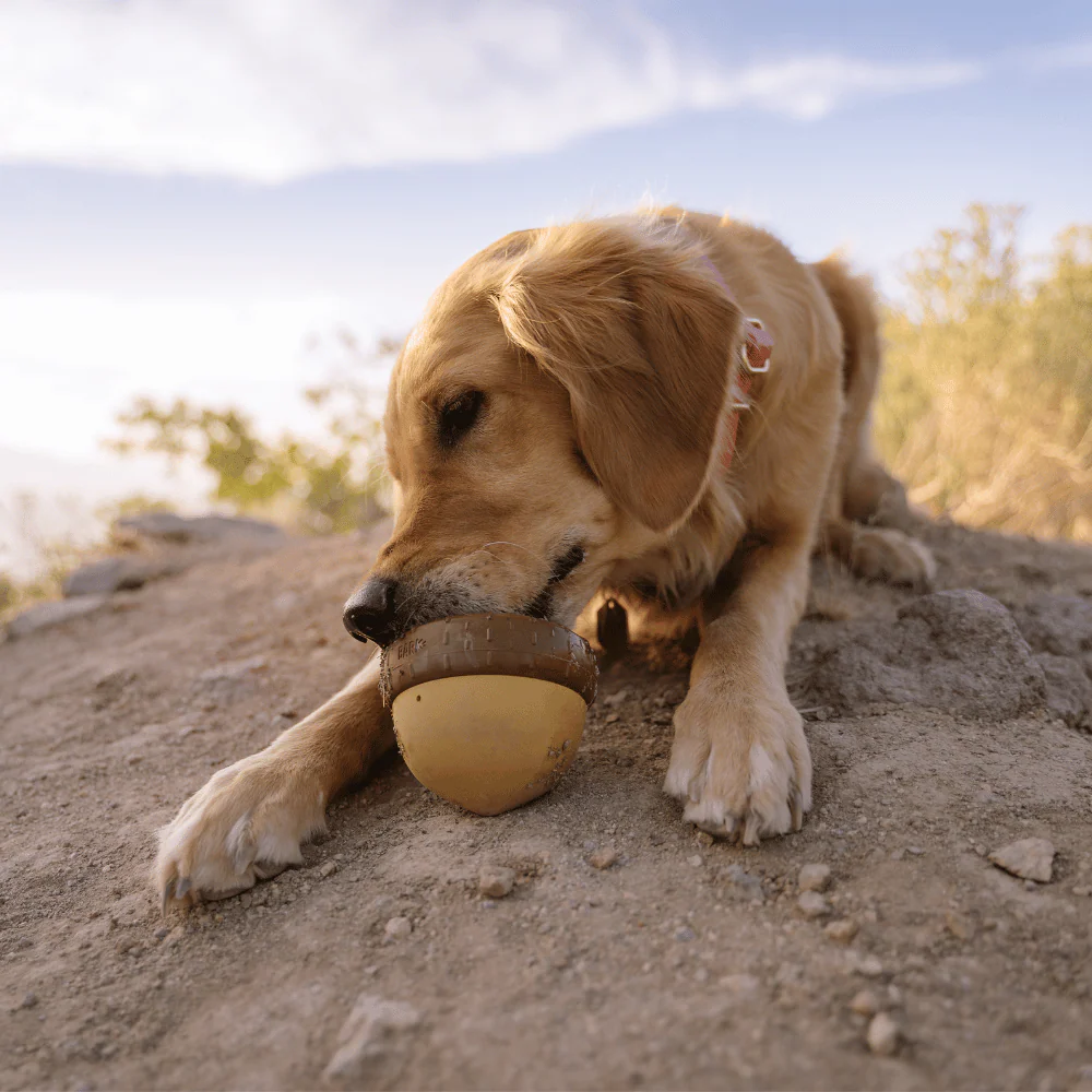 Bark Acornucopia Dog Toy - Image 3