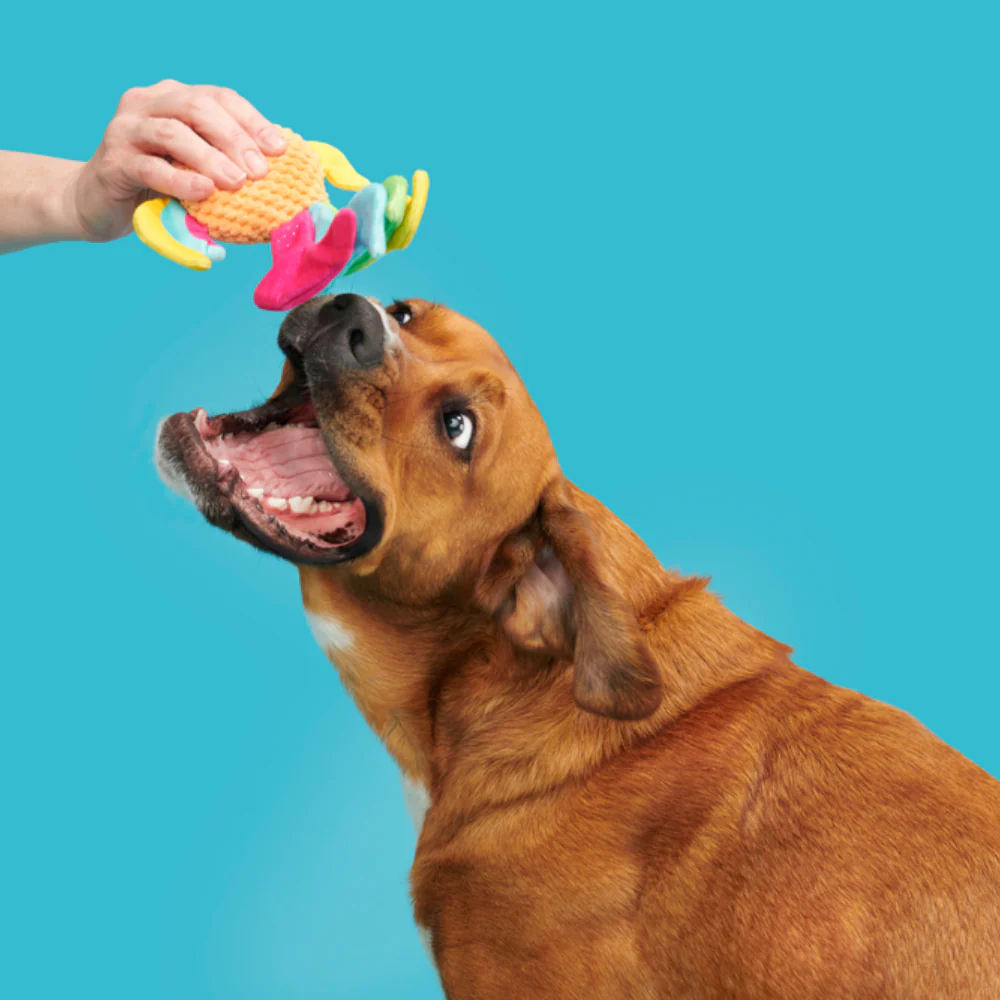 Bark Ahi Tina Dog Toy - Image 3