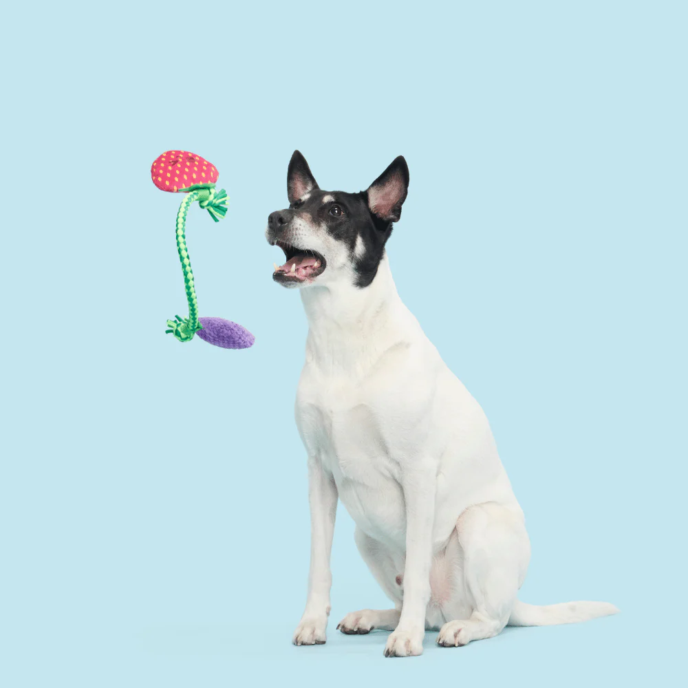 Bark Best Berry Friends Dog Toy - Image 2