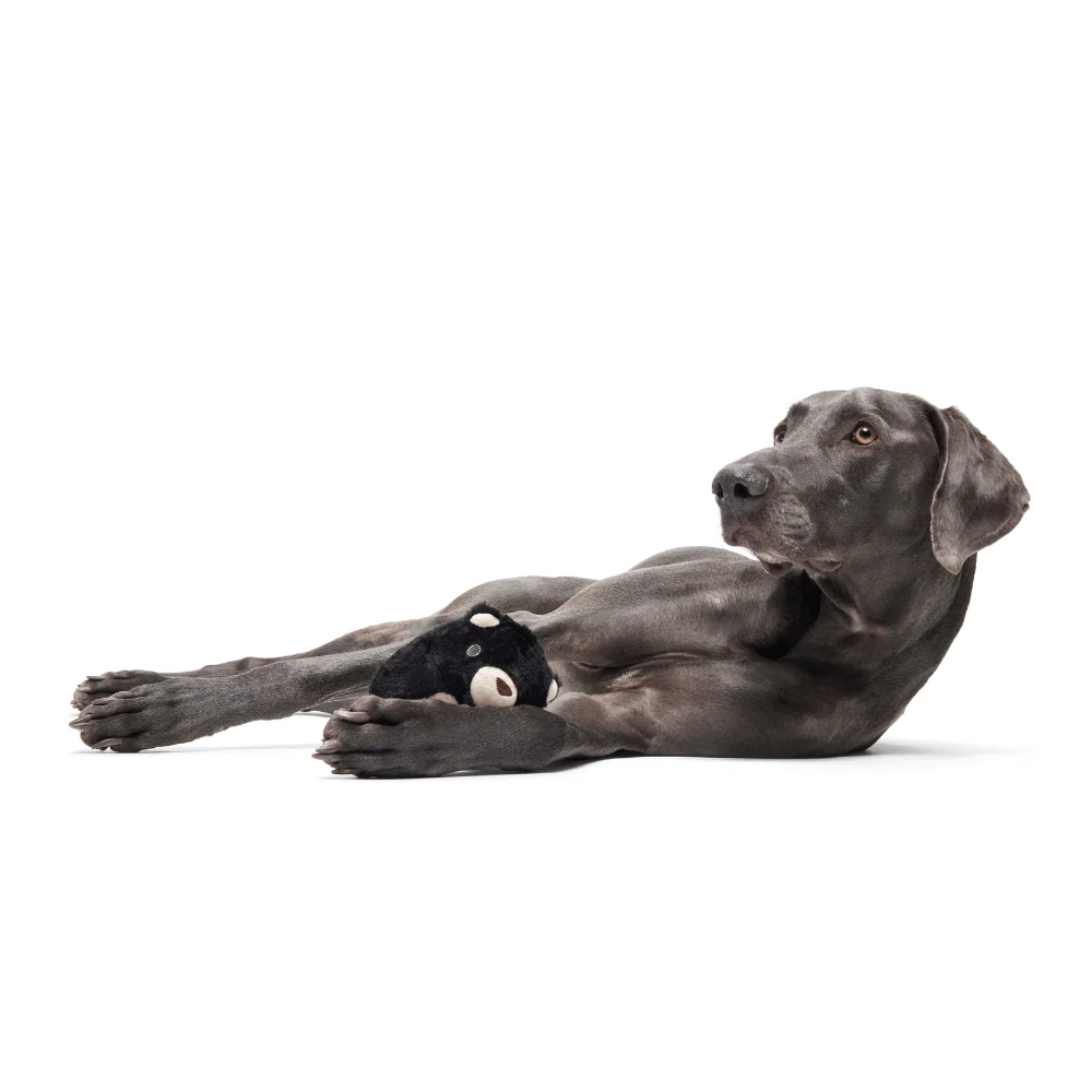 Bark Black Bear Bones Dog Toy - Image 3