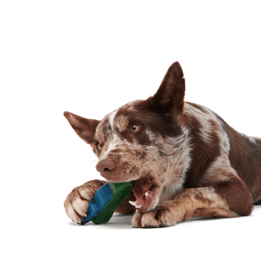 Bark Crocness Monster Dog Toy - Image 2