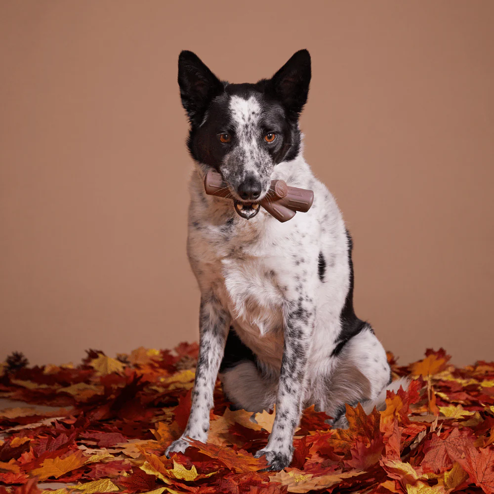 Bark Fall Fetch Stick - Image 2