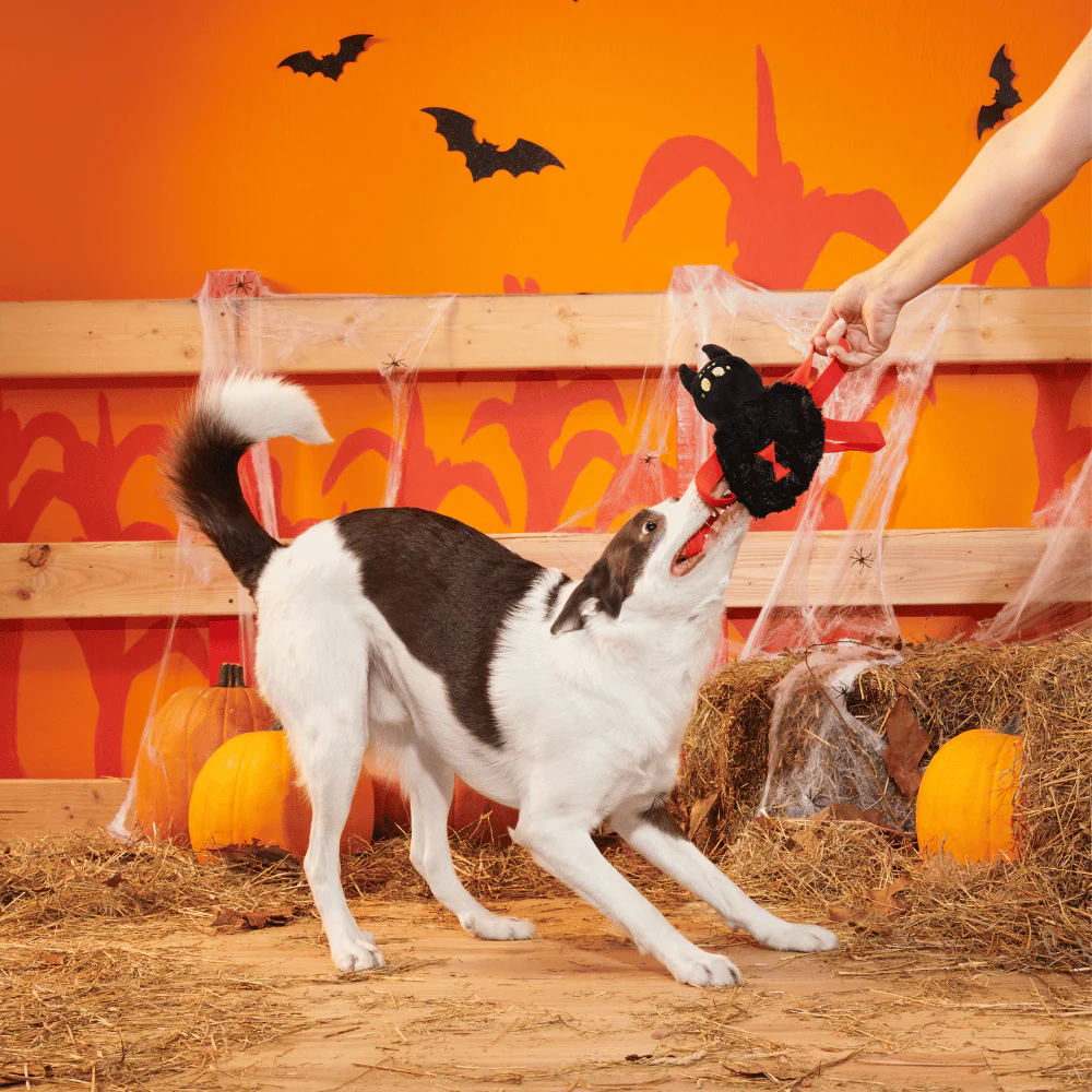 BARK Halloween Blake Widow - Image 2