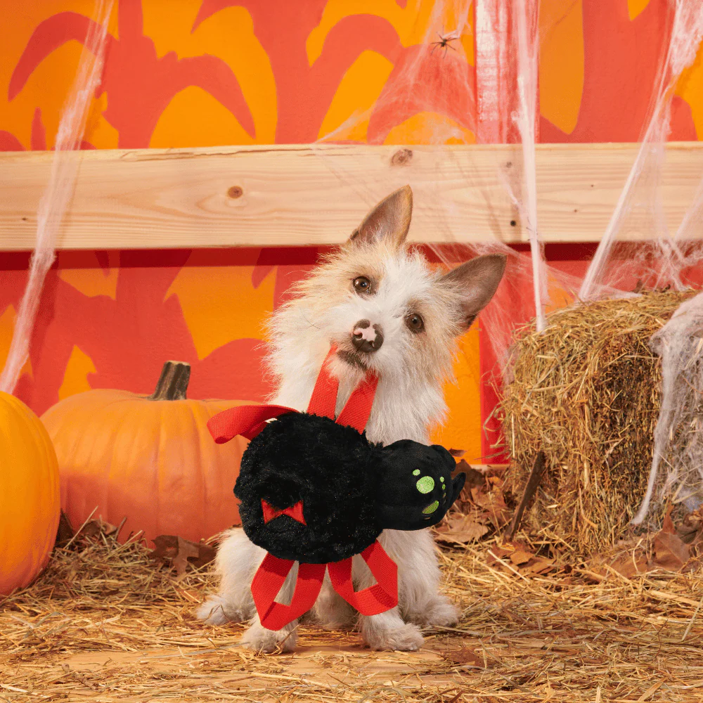 BARK Halloween Blake Widow - Image 3