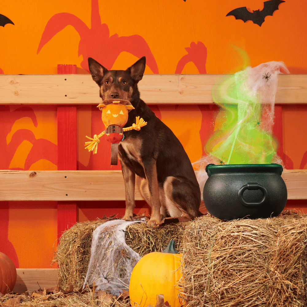 BARK Halloween Jack-Crow-Lantern - Image 2