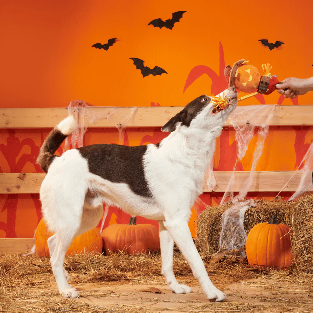 BARK Halloween Jack-Crow-Lantern - Image 3