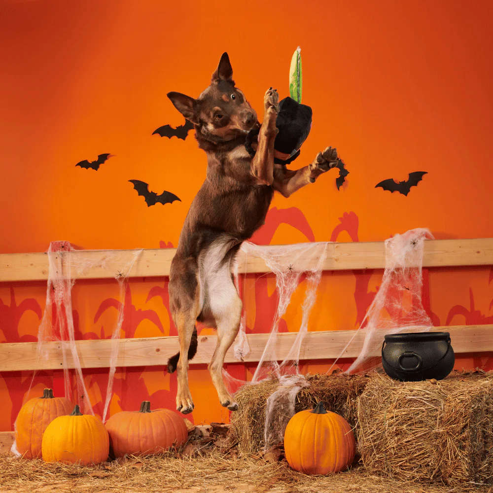 BARK Halloween Texas Chainspaw - Image 3