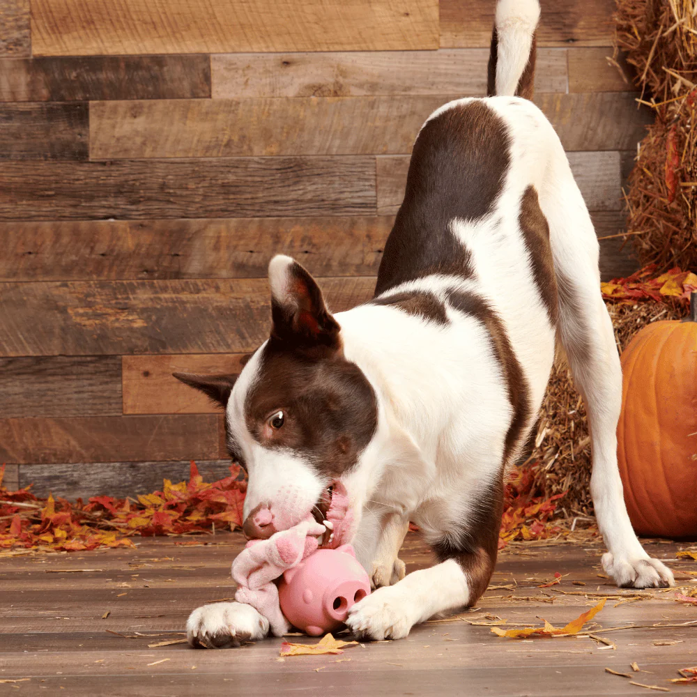 Bark Hambone Dog Toy - Image 3