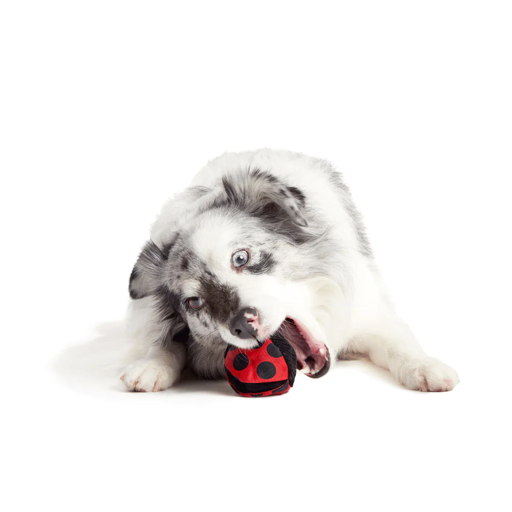 Bark Lady Bugsy Dog Toy - Image 3