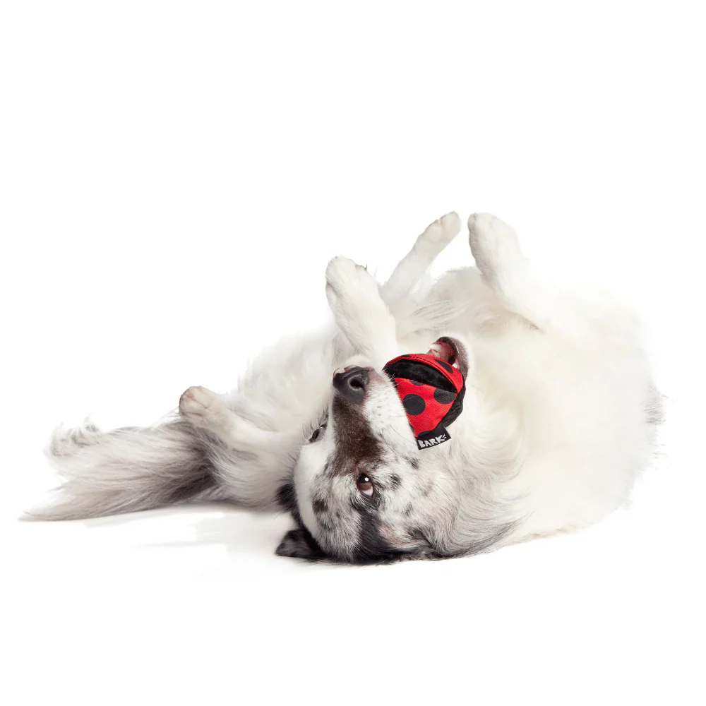 Bark Lady Bugsy Dog Toy - Image 4