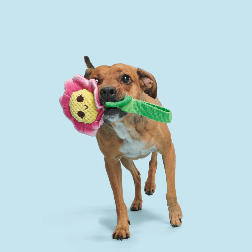 Bark Penny Pechewnia Dog Toy - Image 2