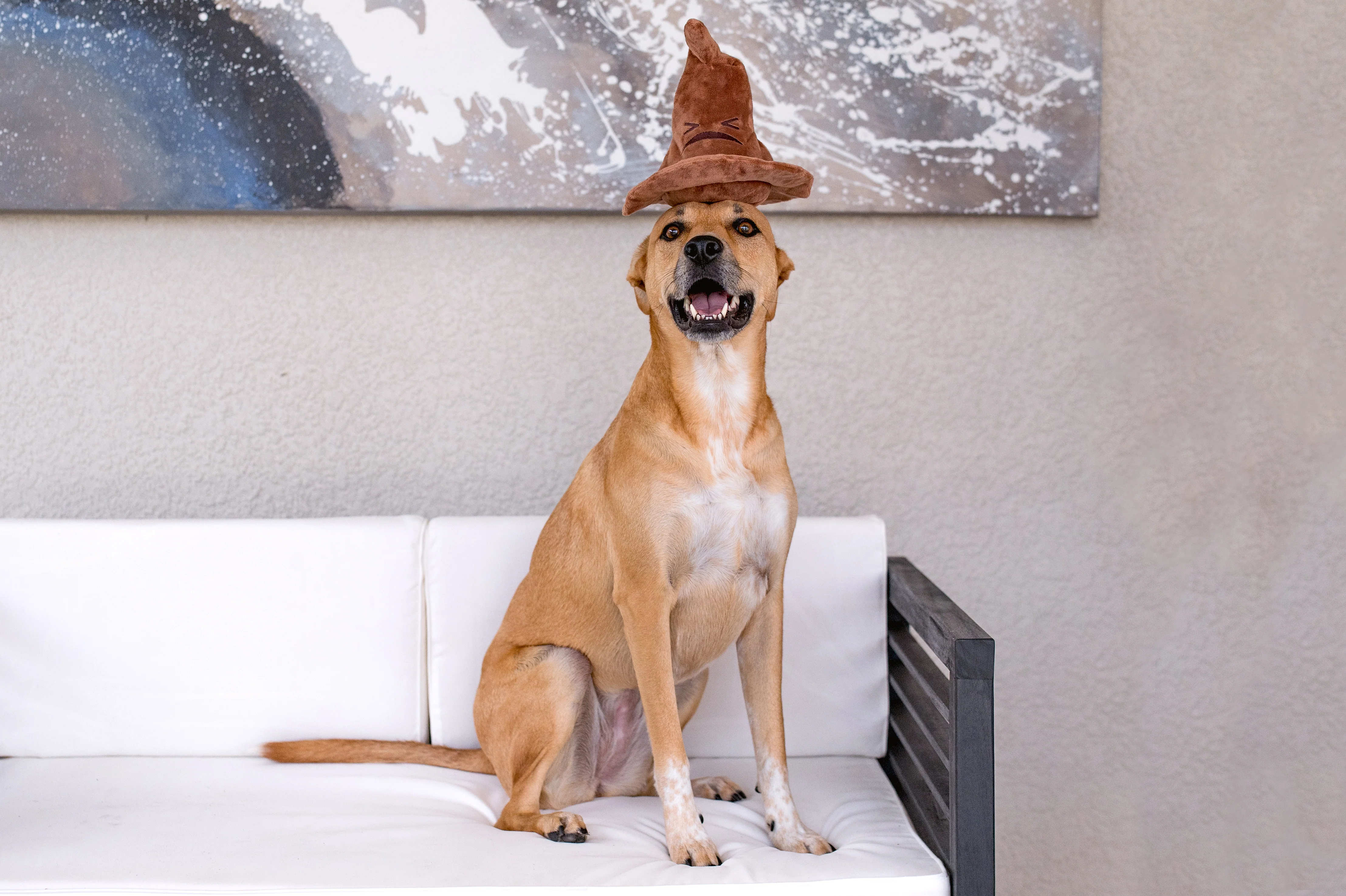 Bark Harry Potter Sorting Hat - Image 4