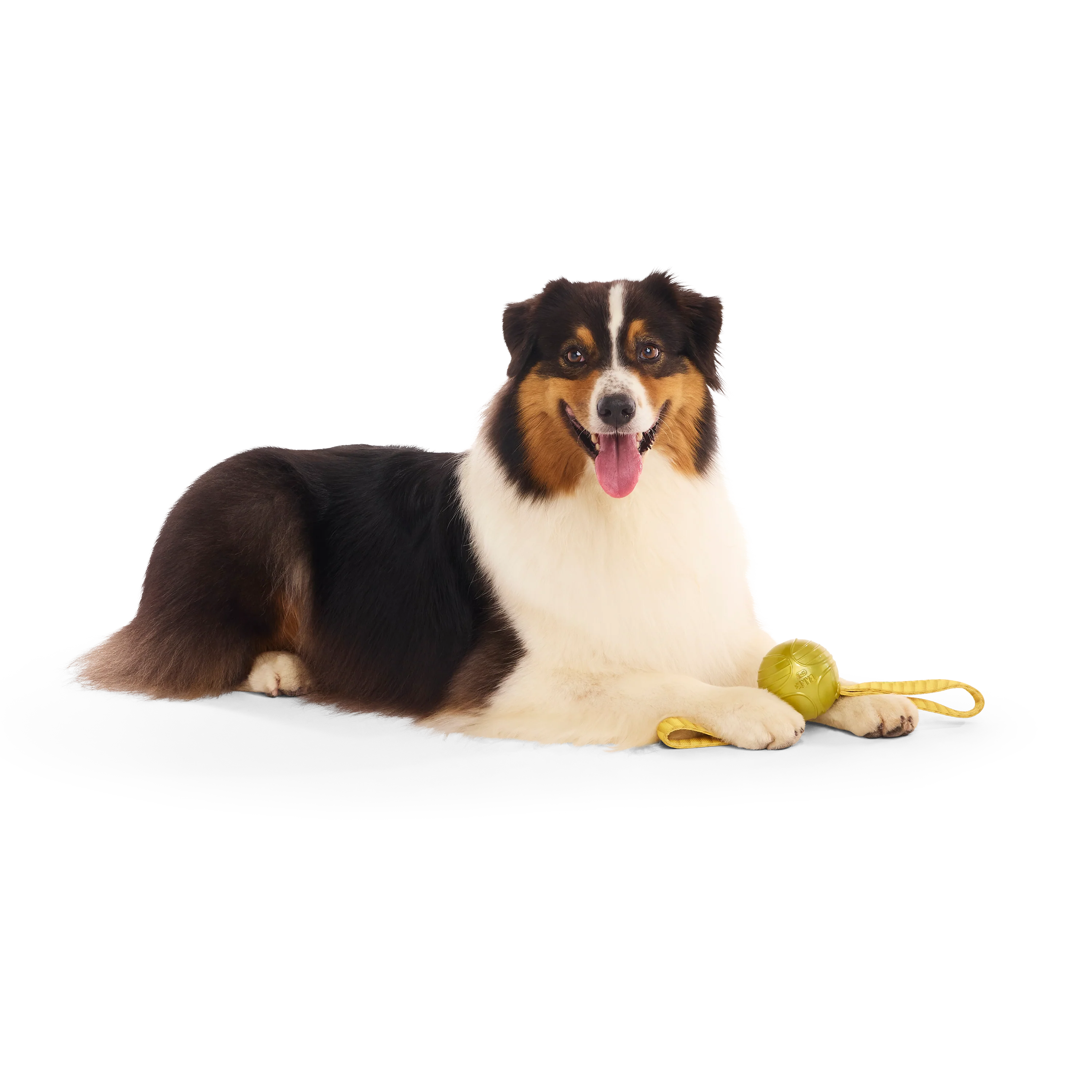 Bark Harry Potter The Golden Snitch - Image 2