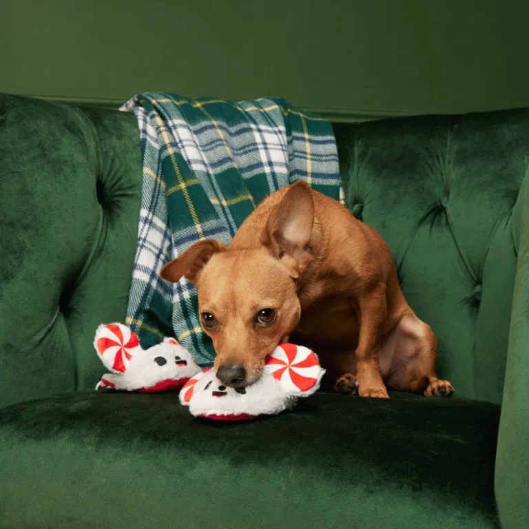 BARK Xmas Peppermice Slippies - Image 2