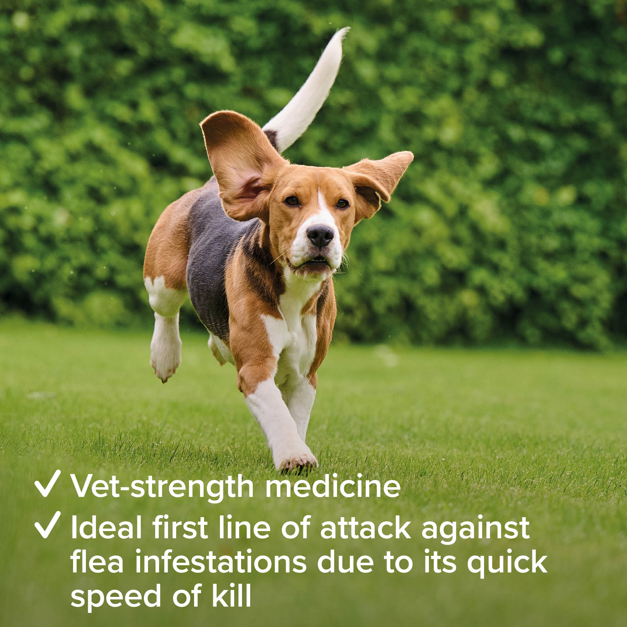 Beaphar Flea Tablets for Small Dogs -  3 Tablets - Image 4