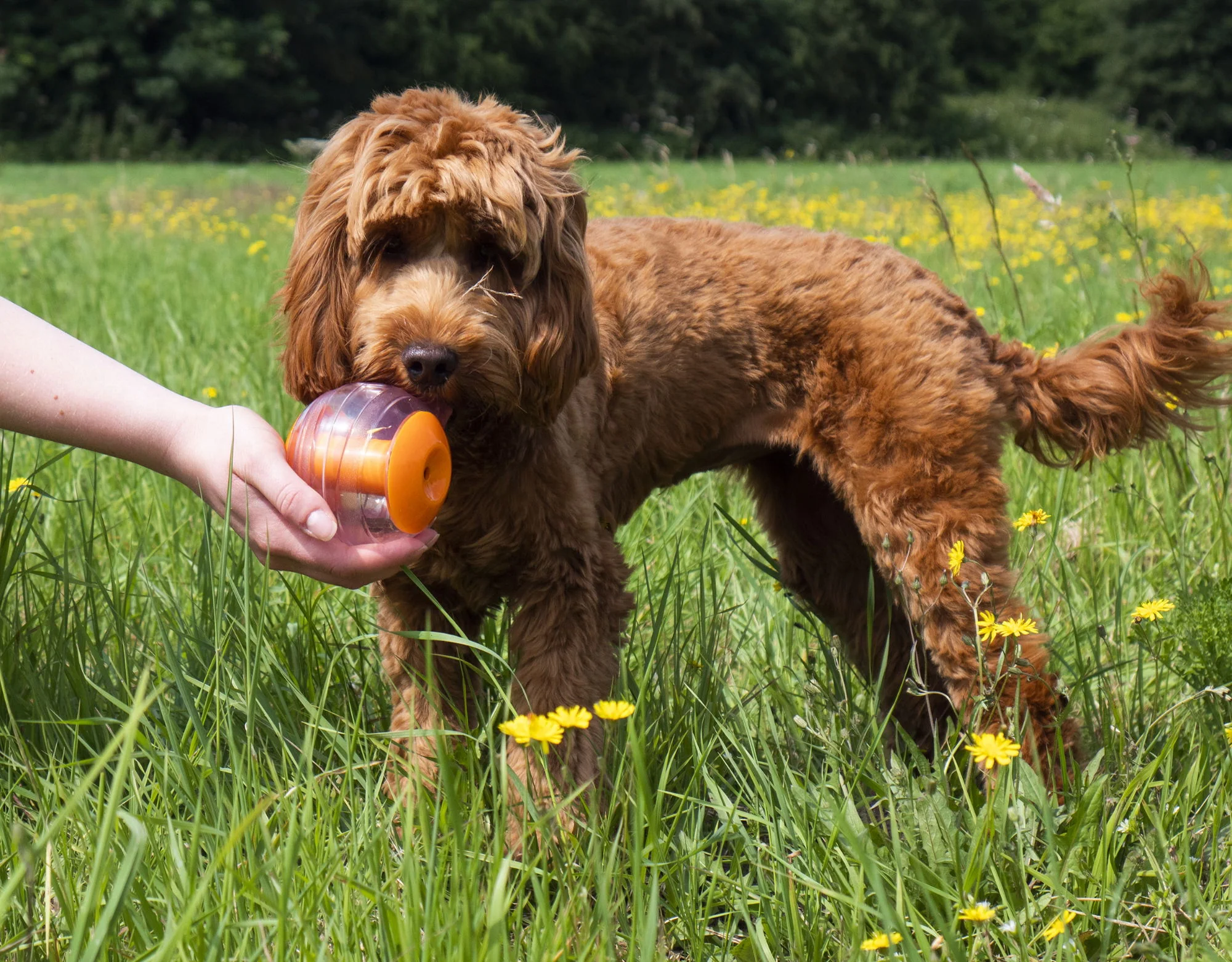 Giggling Treat Ball - Image 5