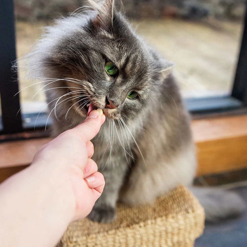Hilife Its Only Natural Indulge Me Cat Treat Duck 10g - Image 3