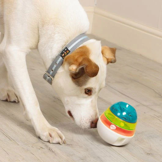 Iquties Active Training Wobbler For Small Dogs & Cats - Image 2
