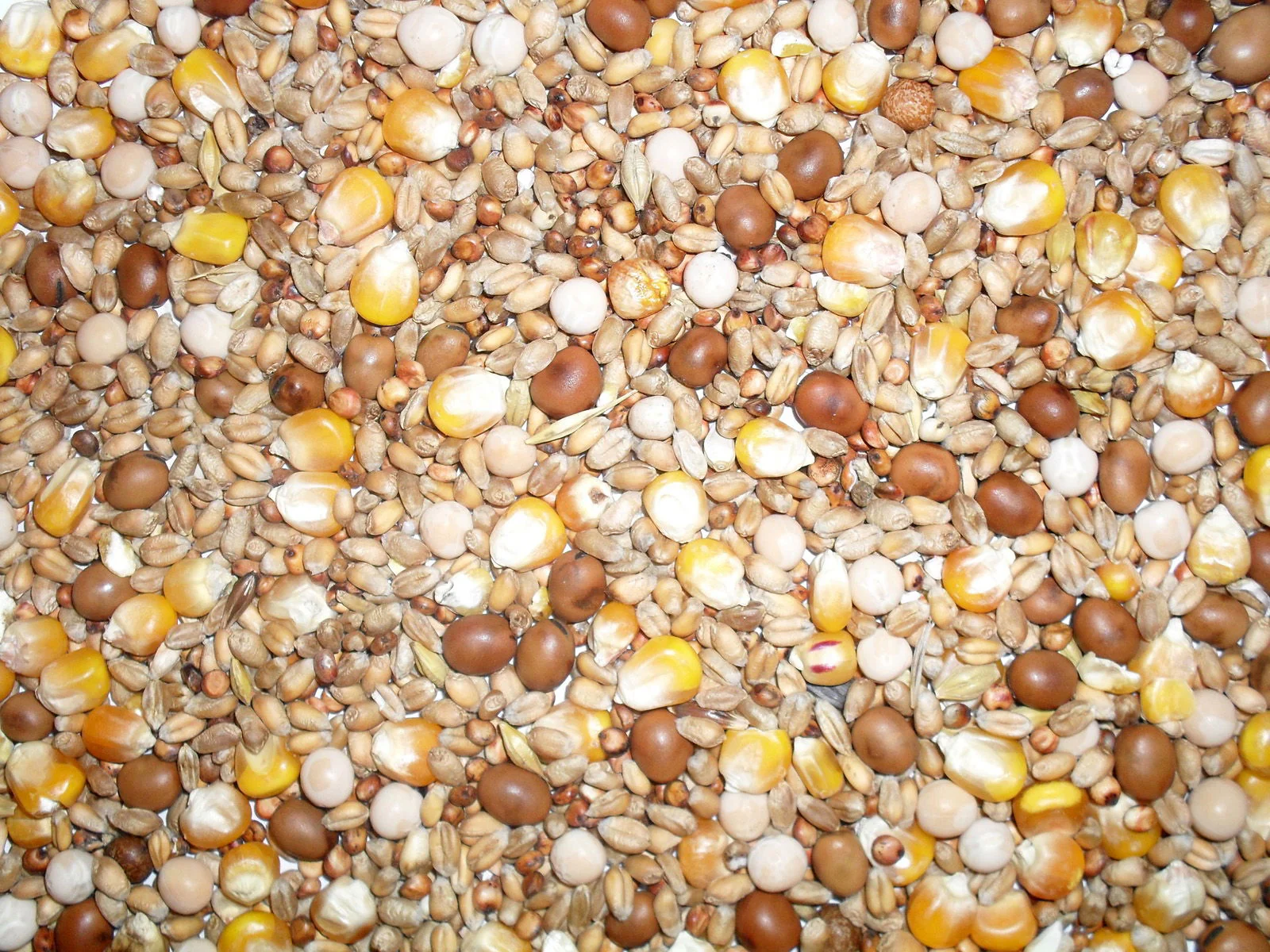 J&j Pigeon Four Season Mix 20kg
