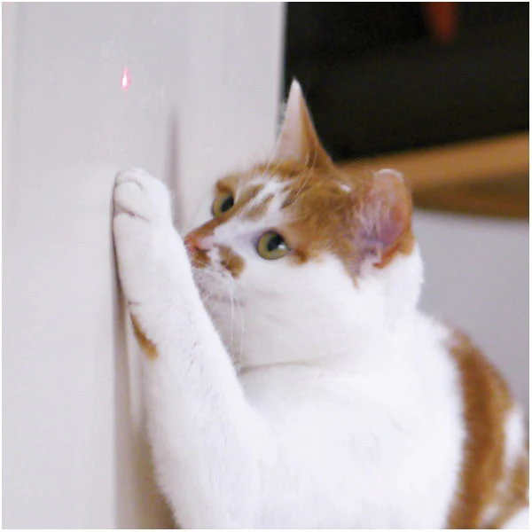 Jolly Moggy Laser Cat Toy - Image 2