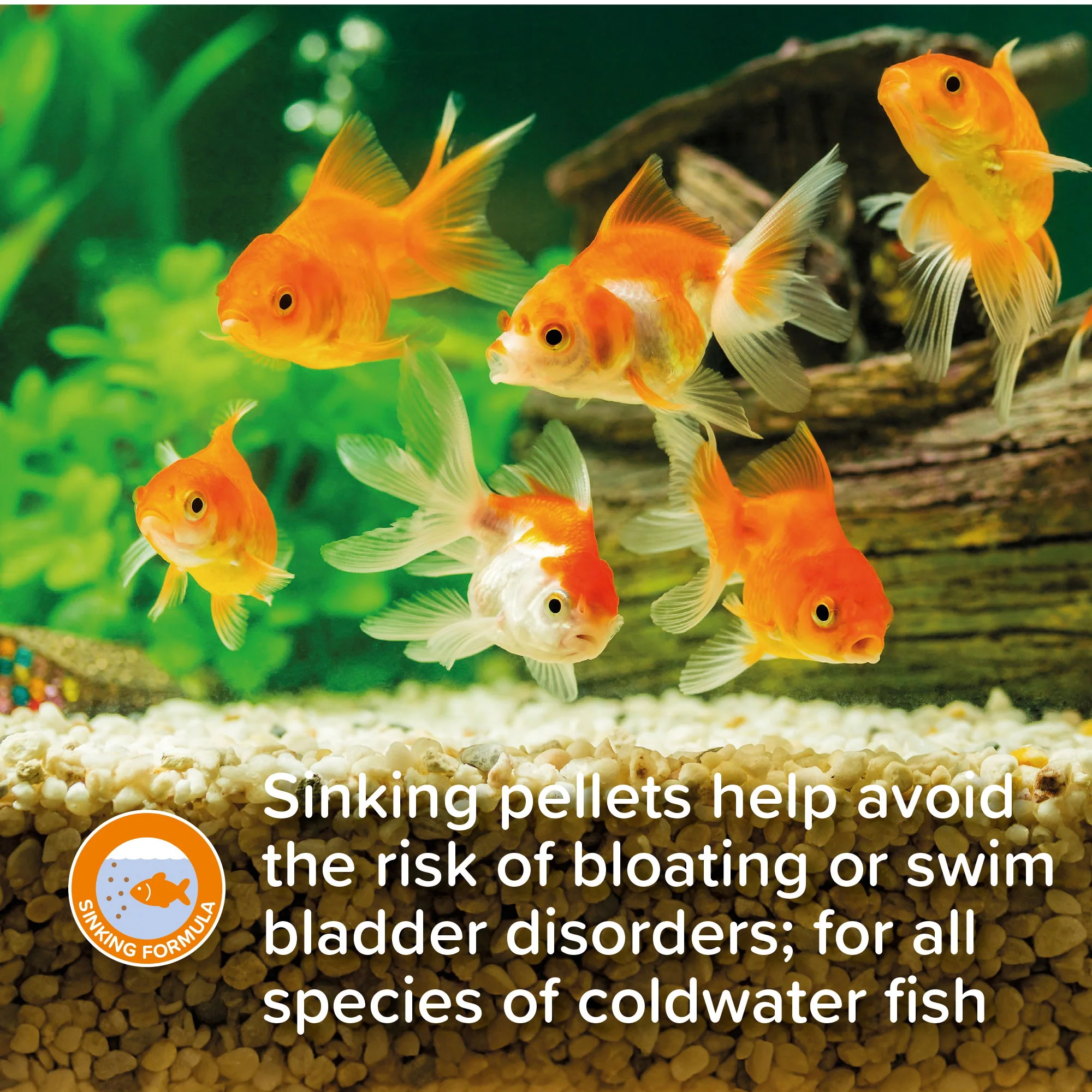 King British Goldfish Sinking Pellets 150g - Image 4