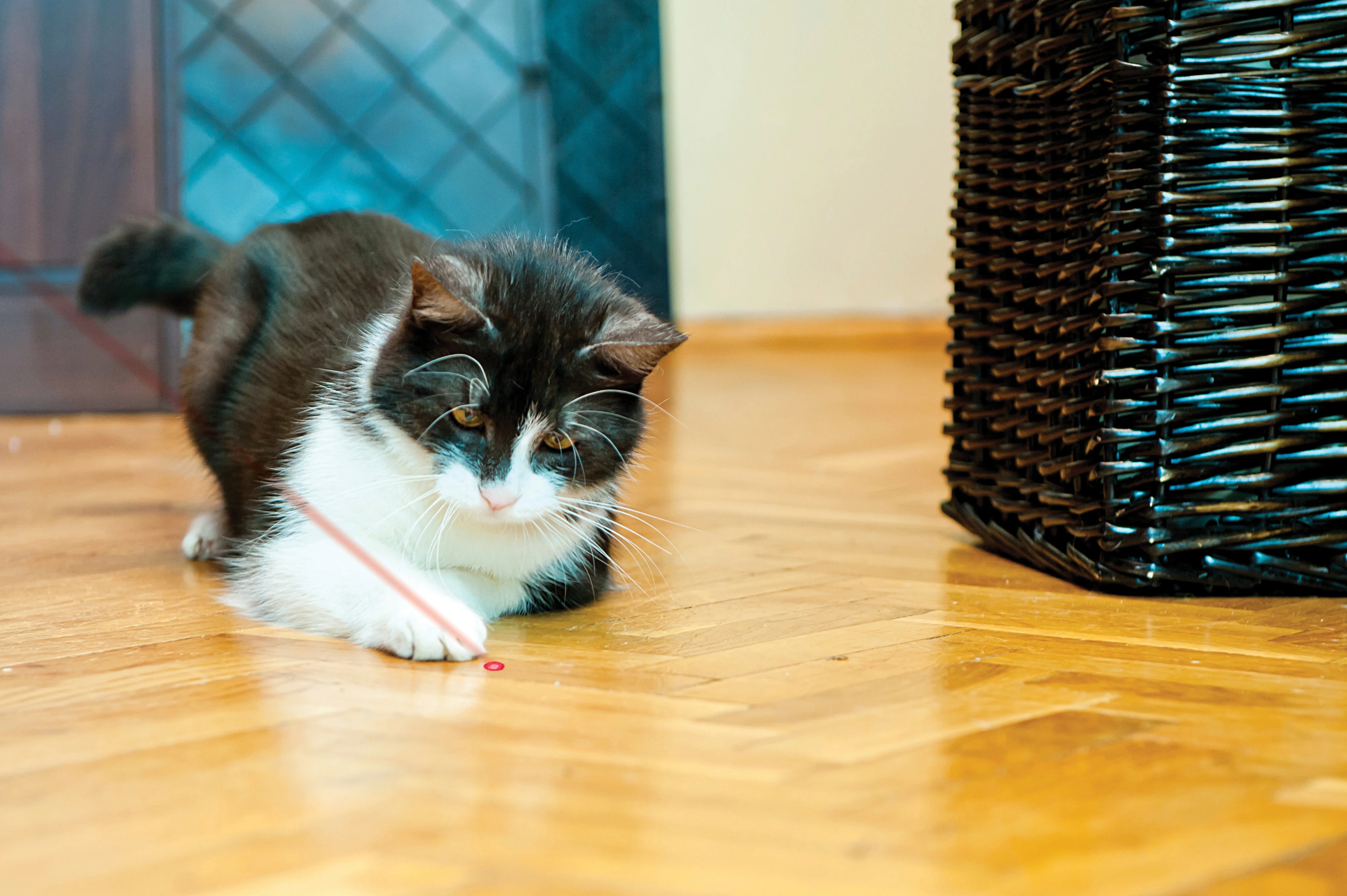 KONG Cat Laser Pointer - Image 3
