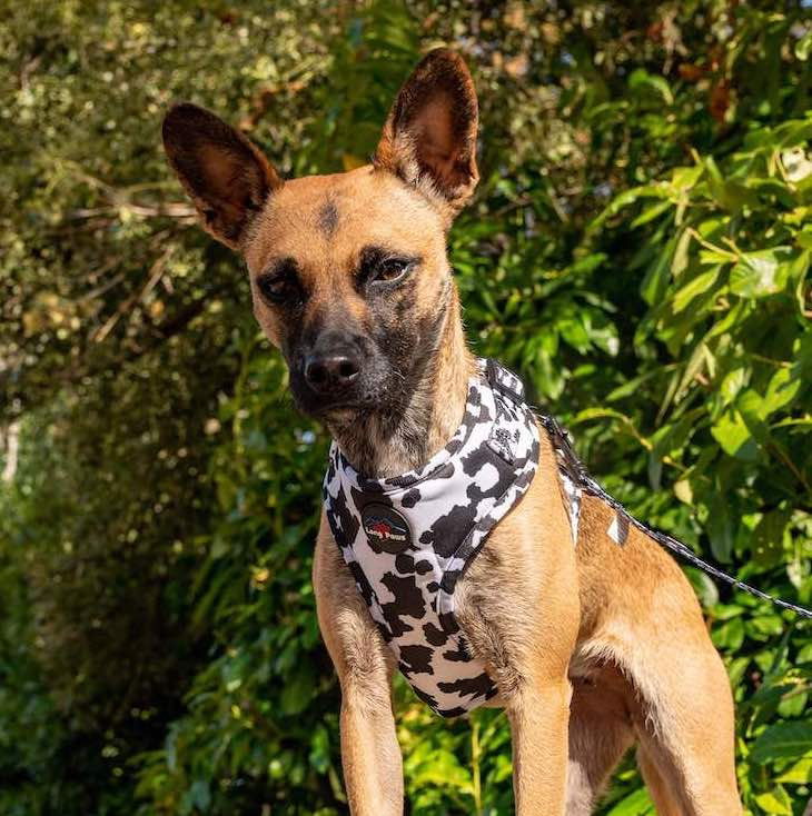 Long Paws - Funk the Dog Harness-Cow Print  Med - Image 2