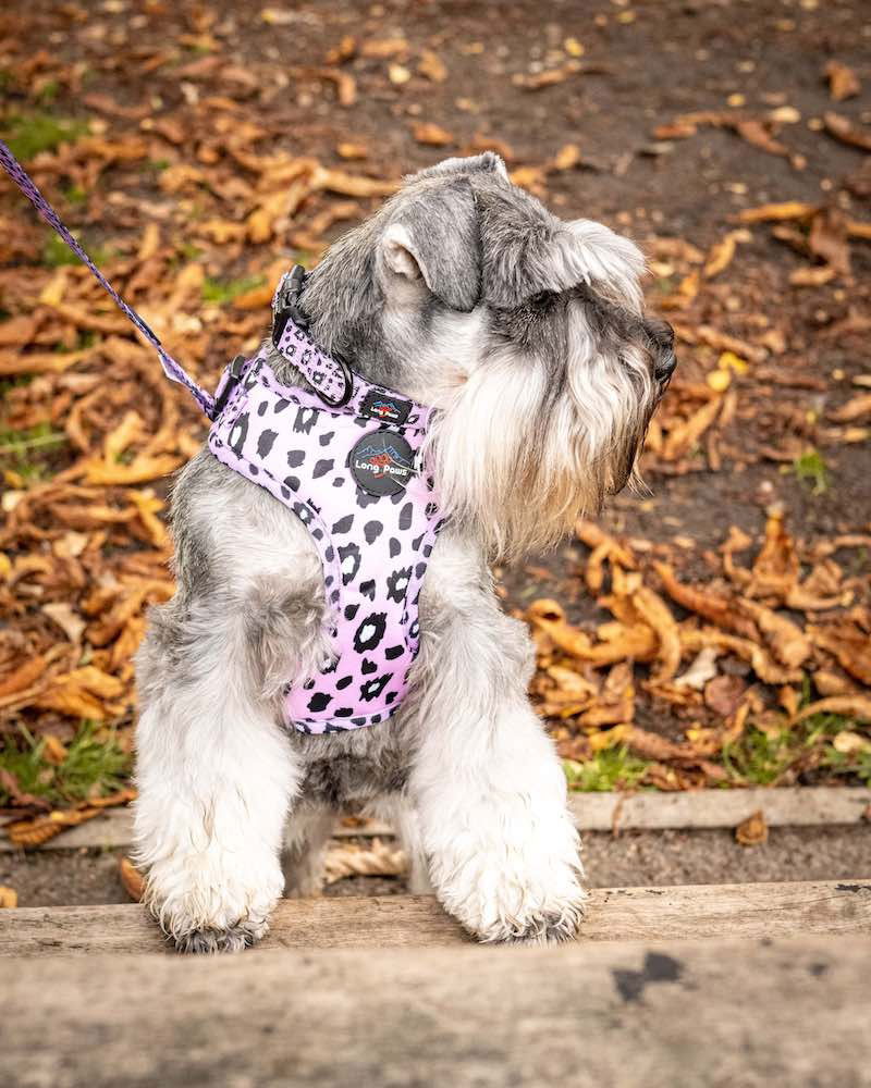 Long Paws - Funk the Dog Harness-Pink Leopard Small - Image 2