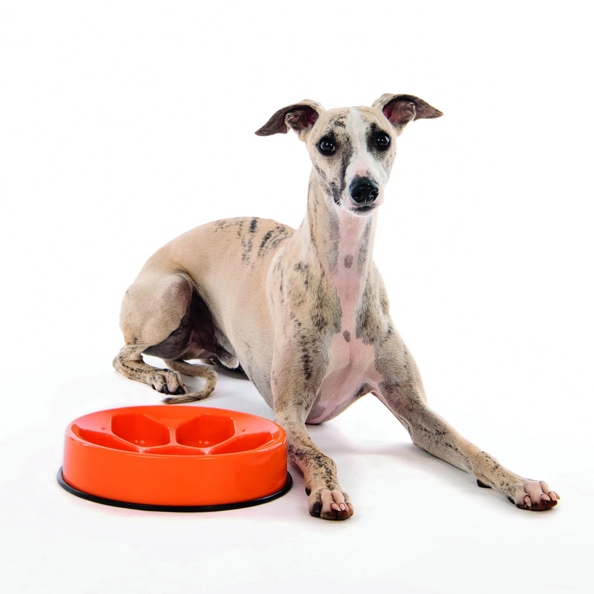 M-PETS Cavity - Slow Feed Bowl Round Orange - Image 2