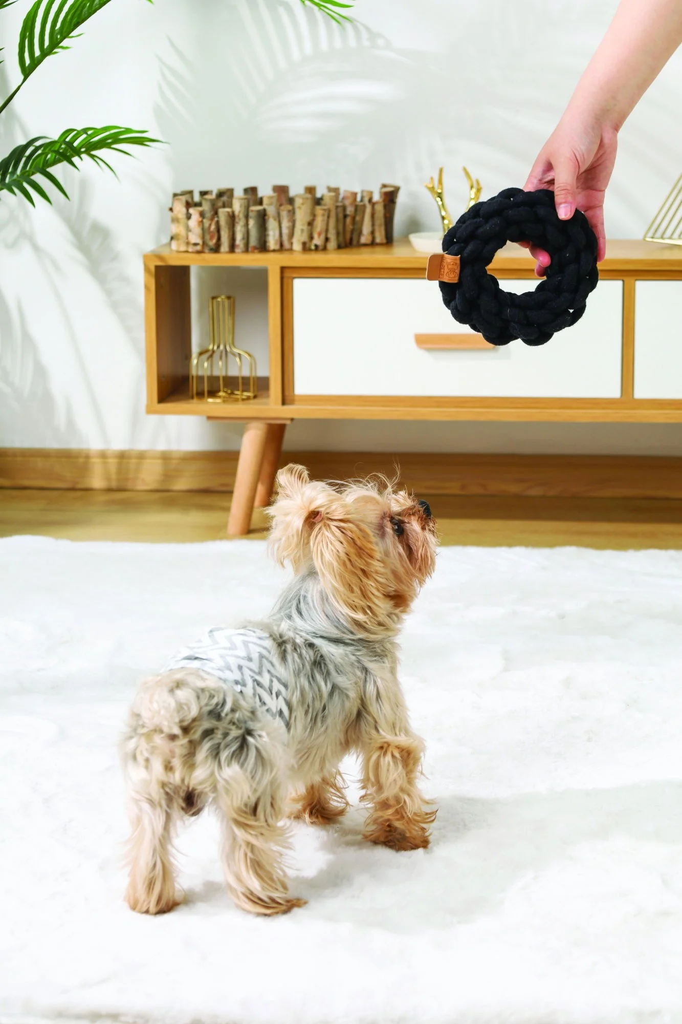 M-PETS Coto Black Ring 13 Cm - Image 2