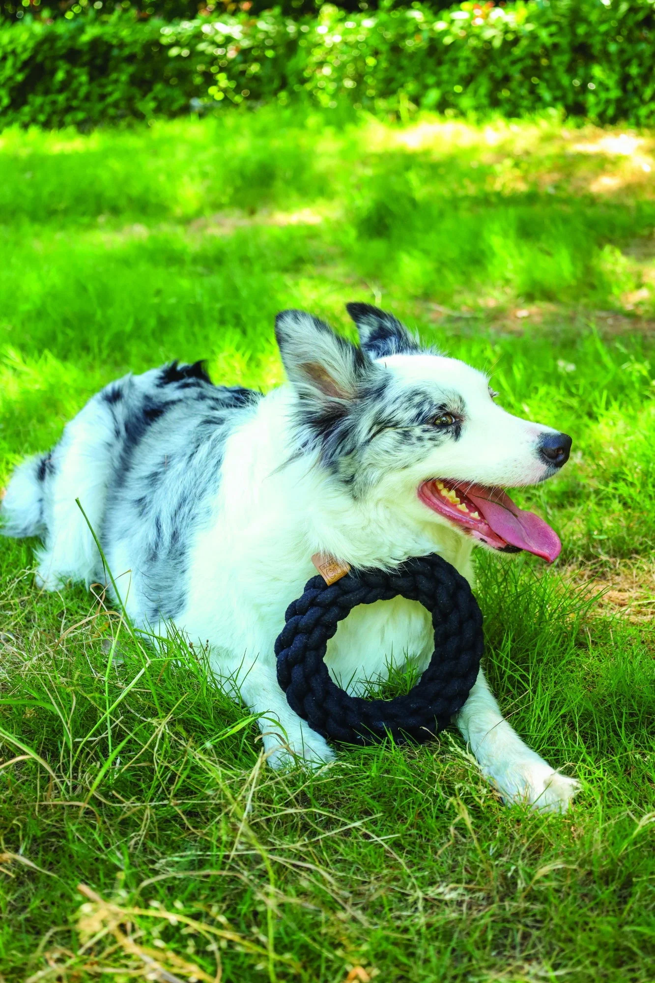M-PETS Coto Black Ring 18 Cm - Image 3