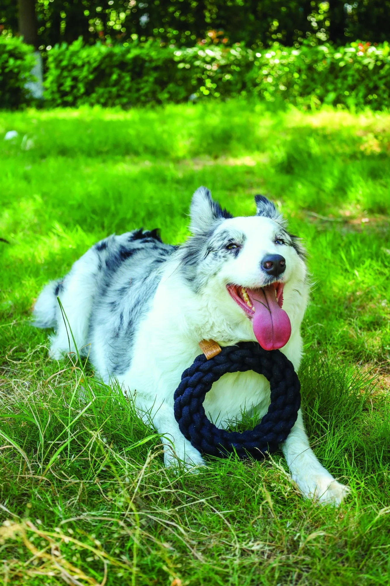 M-PETS Coto Black Ring 18 Cm - Image 4