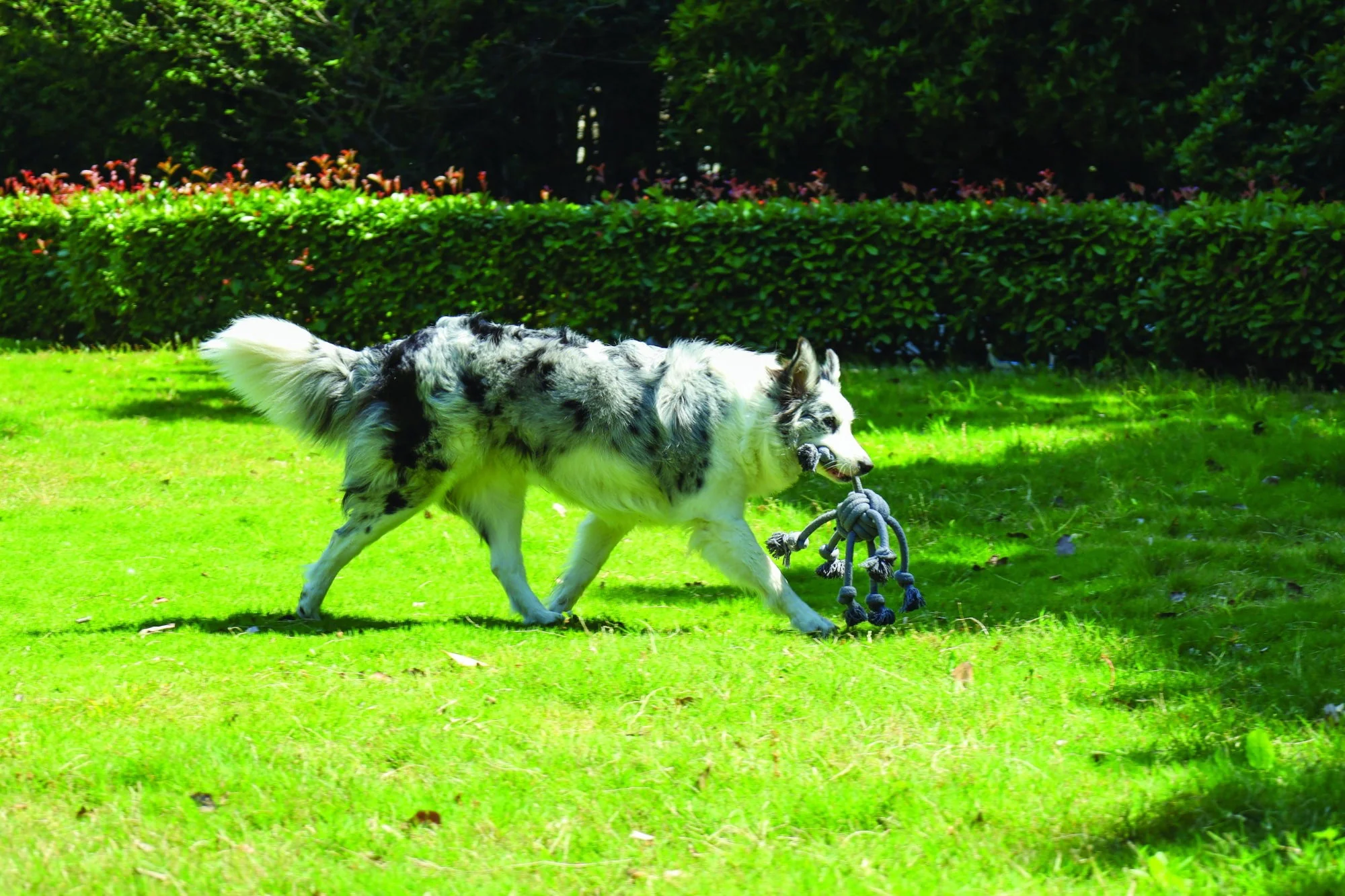 M-PETS Coto Eco Rope Dog Toys Grey Cross 60cm - Image 2