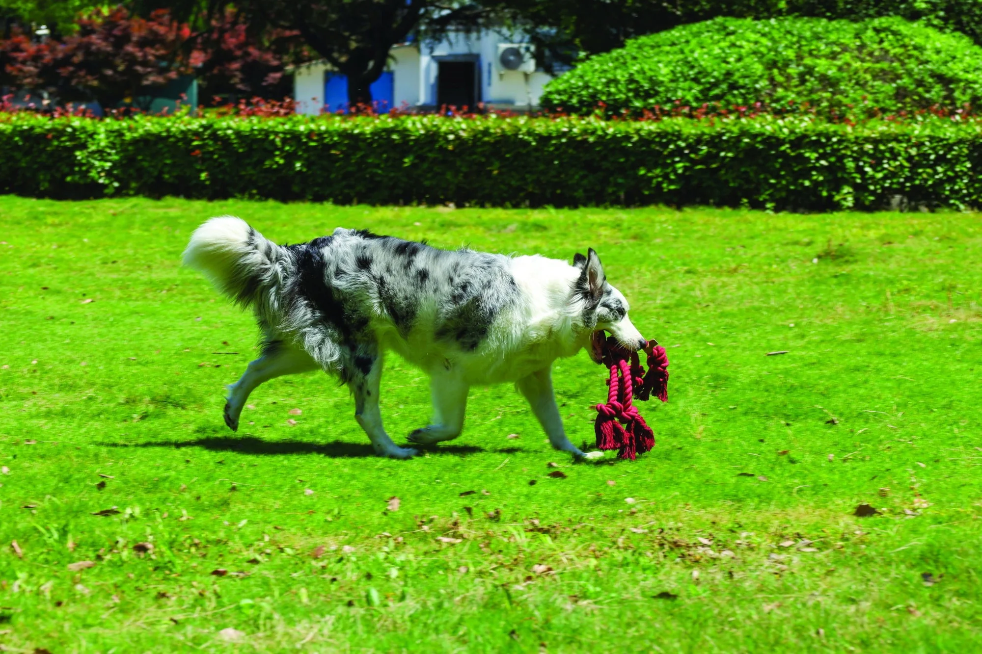 M-PETS Coto Eco Rope Dog Toys Red Cross 60cm - Image 2