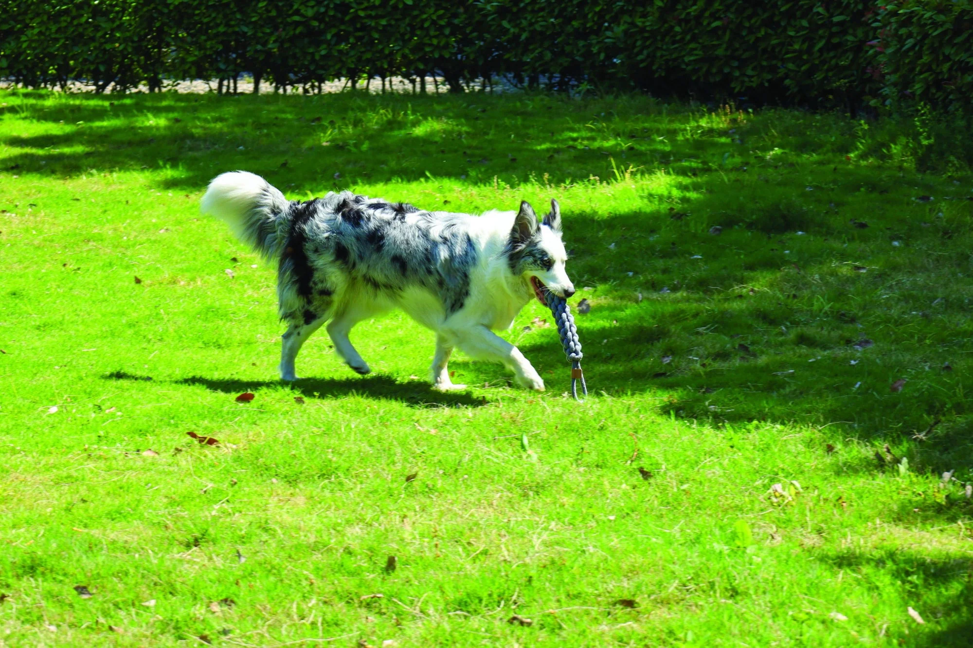 M-PETS Coto Grey Loop Bar 34 Cm - Image 2