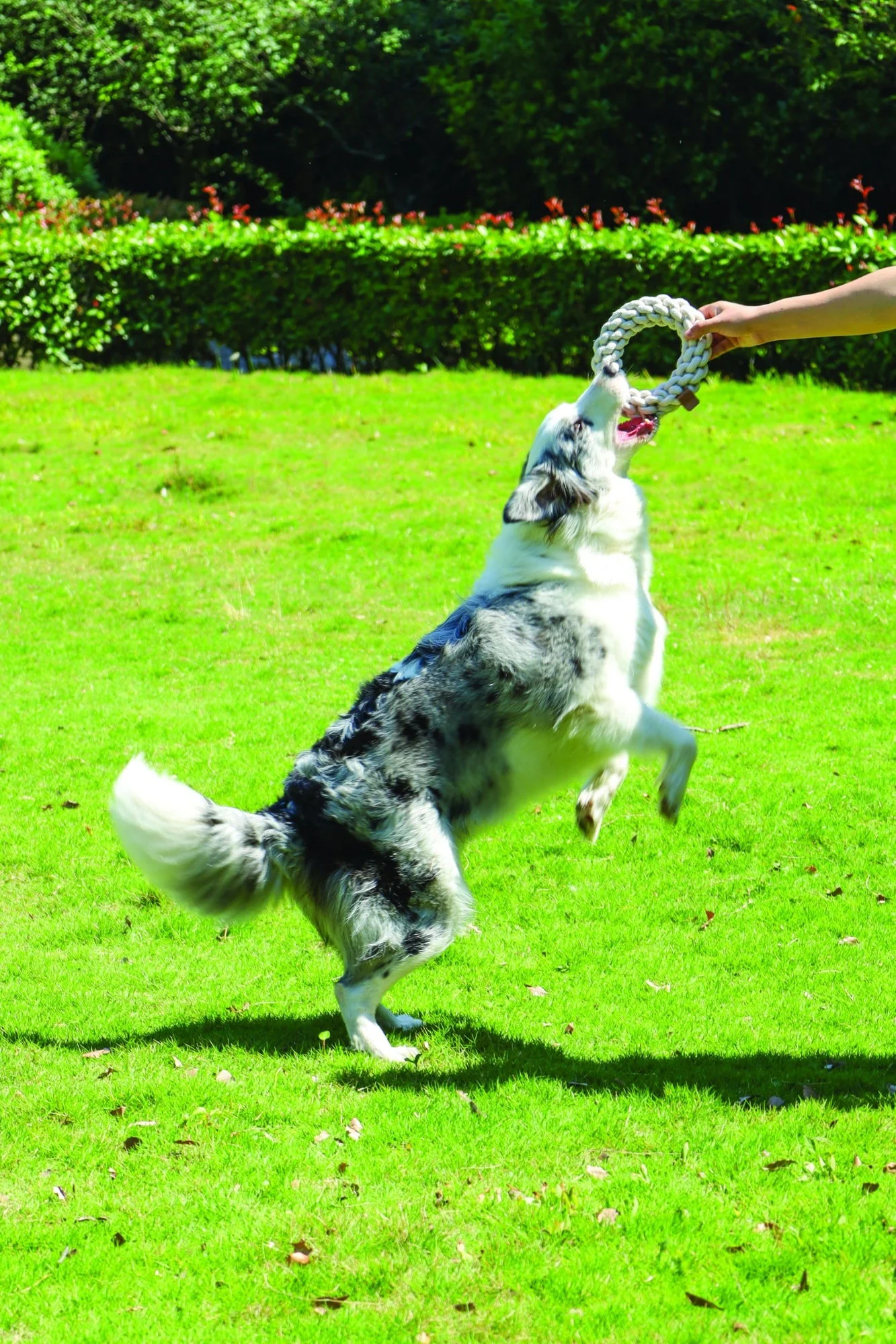 M-PETS Coto White Ring 18 Cm - Image 3