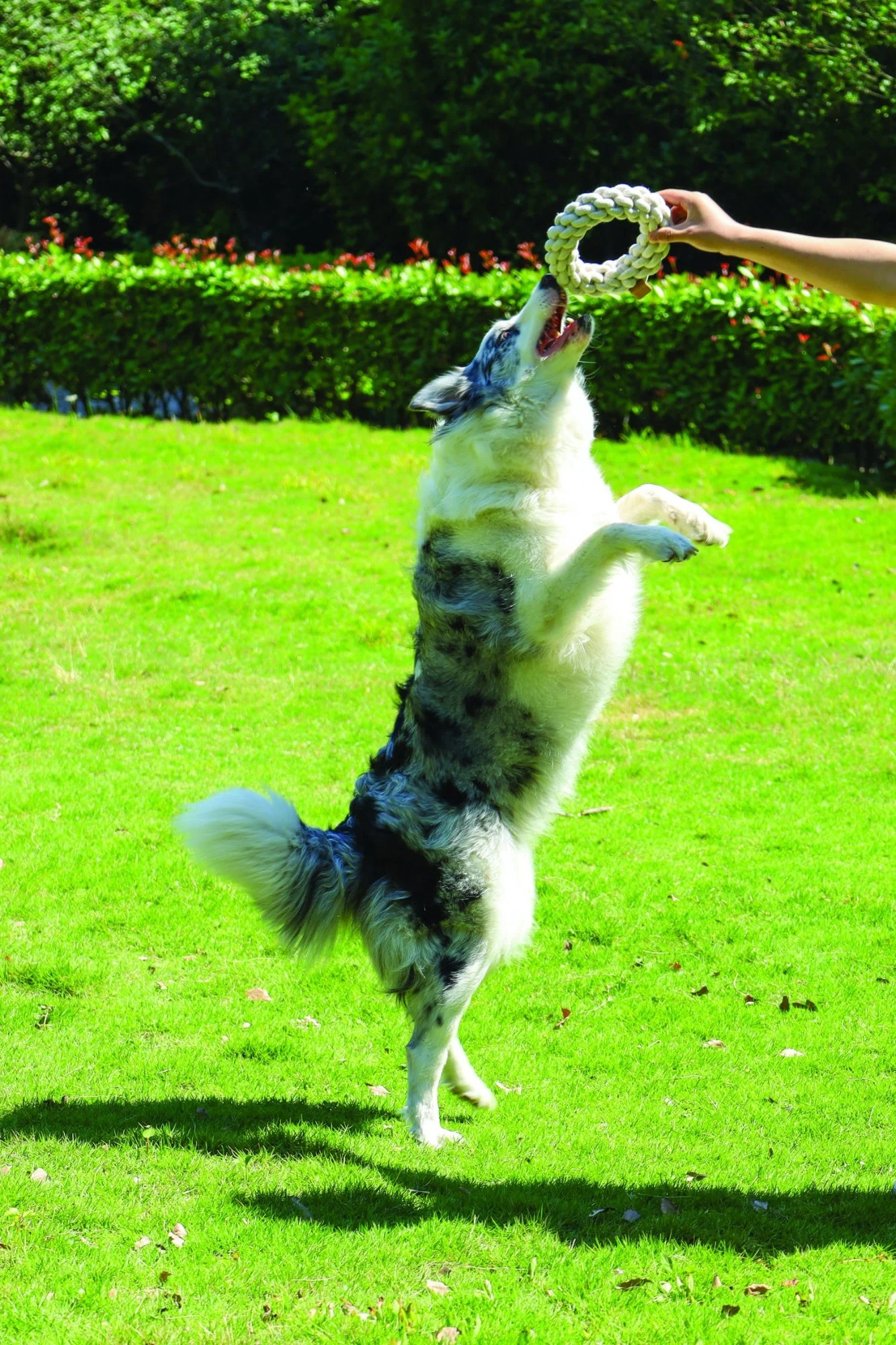 M-PETS Coto White Ring 18 Cm - Image 4