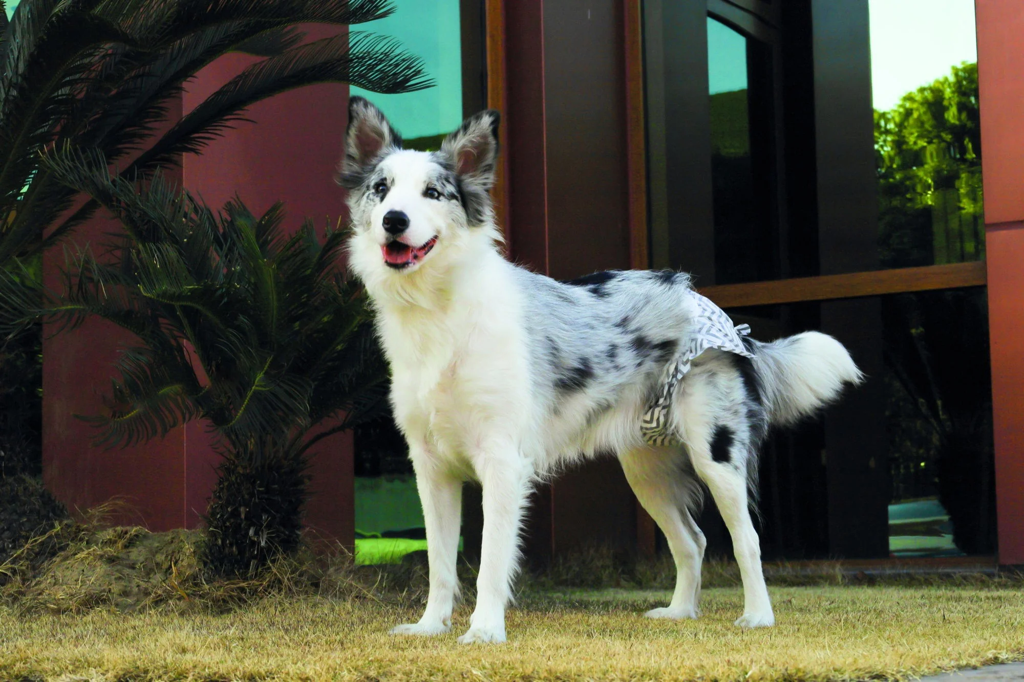 M-PETS Diapers - Female Dog - Xtra Large - Image 2