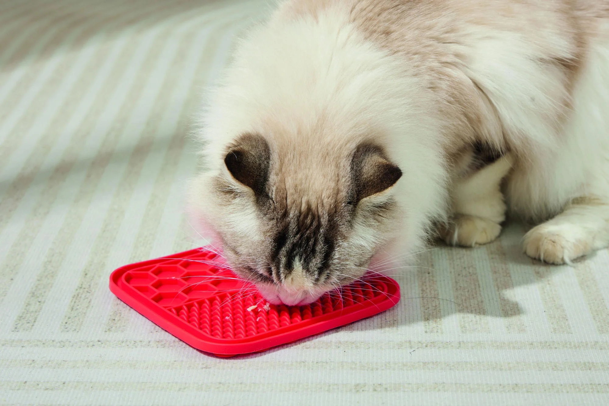 M-PETS Lecca Mat Red Small - Image 2