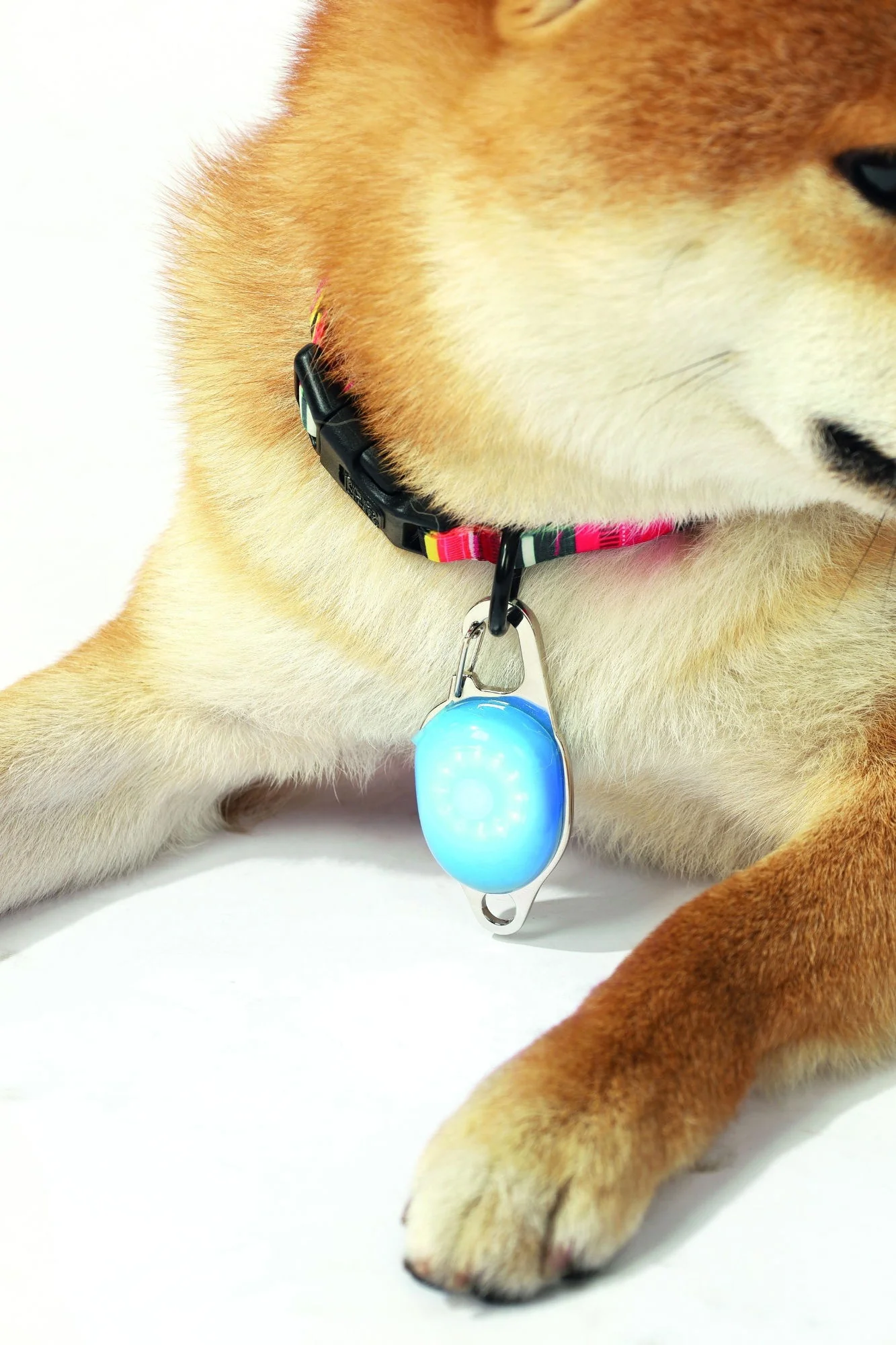 M-PETS Rechargeable Led Jewel For Dog - Blue - Image 3