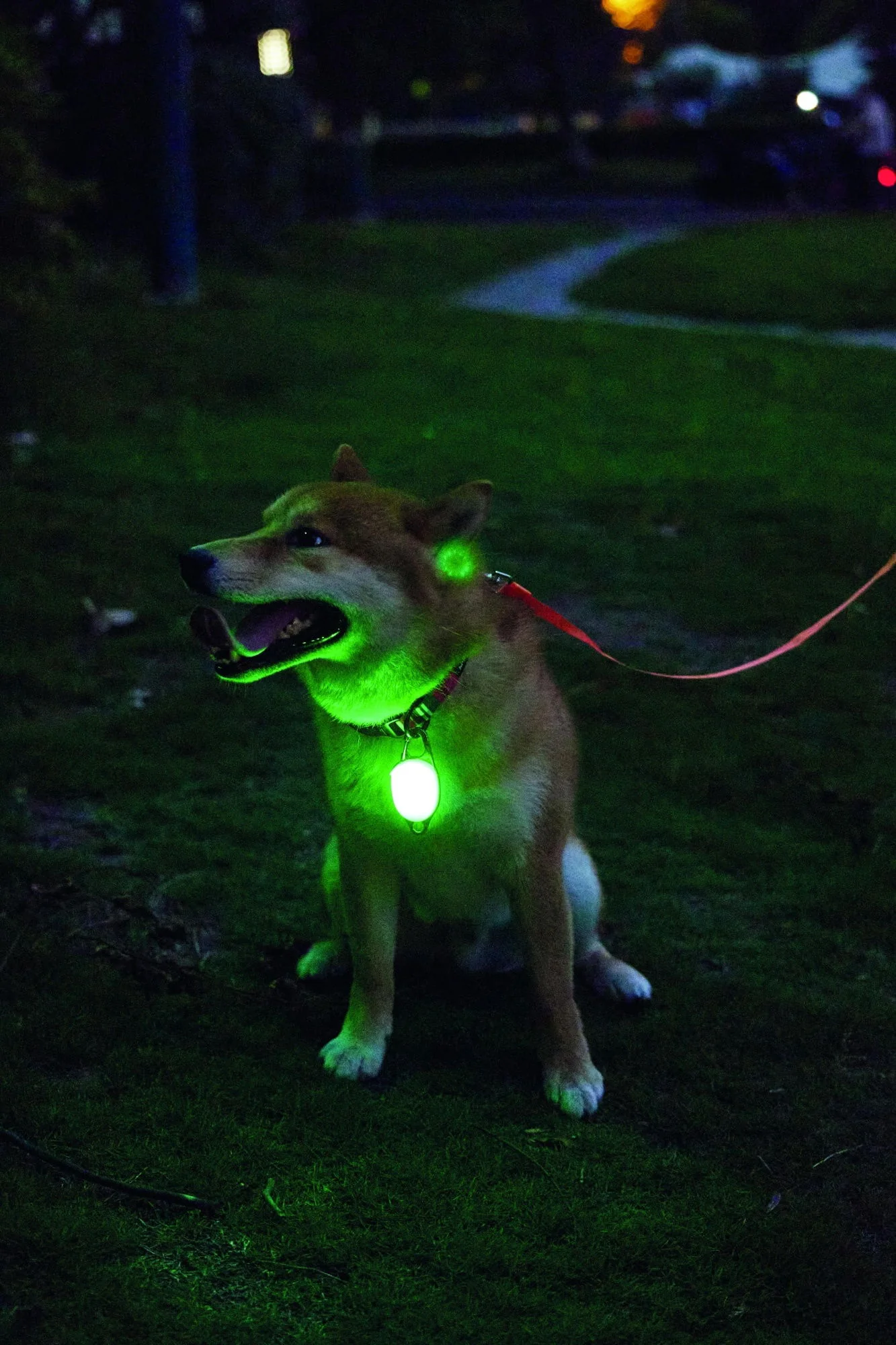 M-PETS Rechargeable Led Jewel For Dog - Green - Image 3