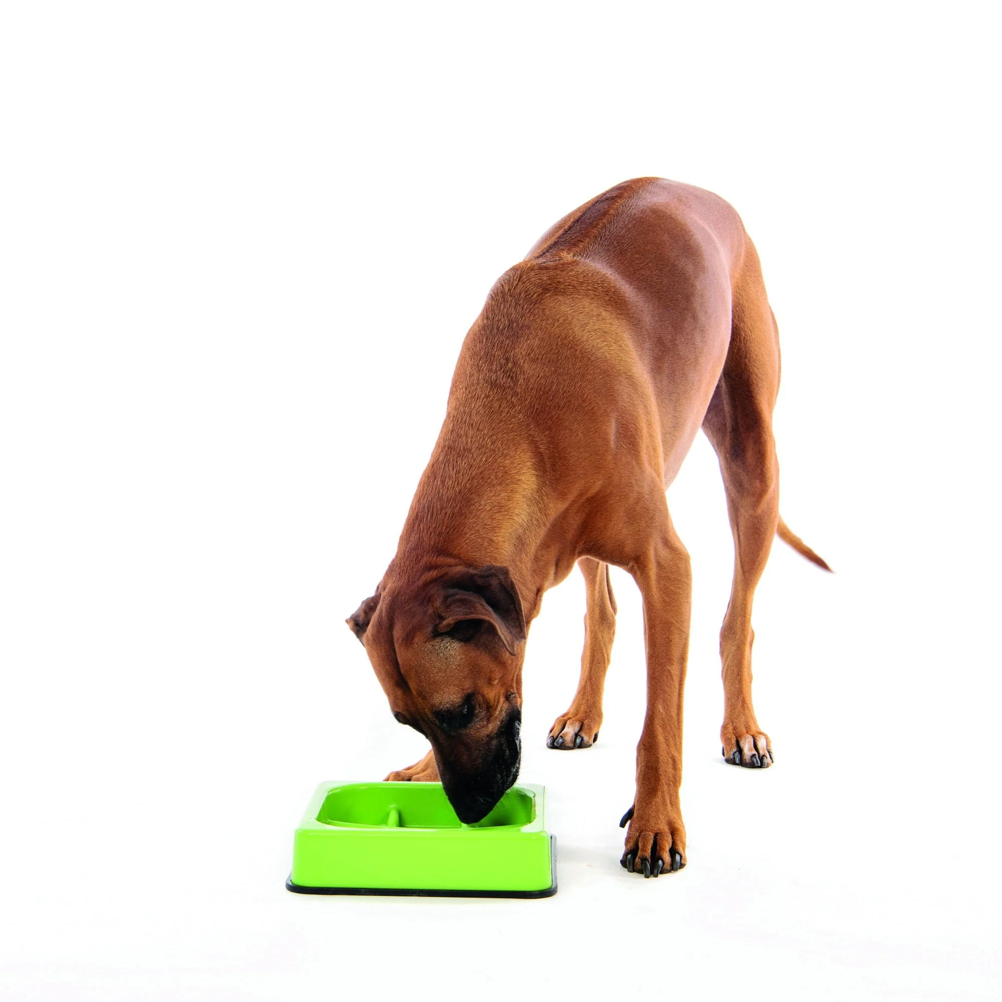 M-PETS Waffle - Slow Feed Bowl Checkered Green - Image 2