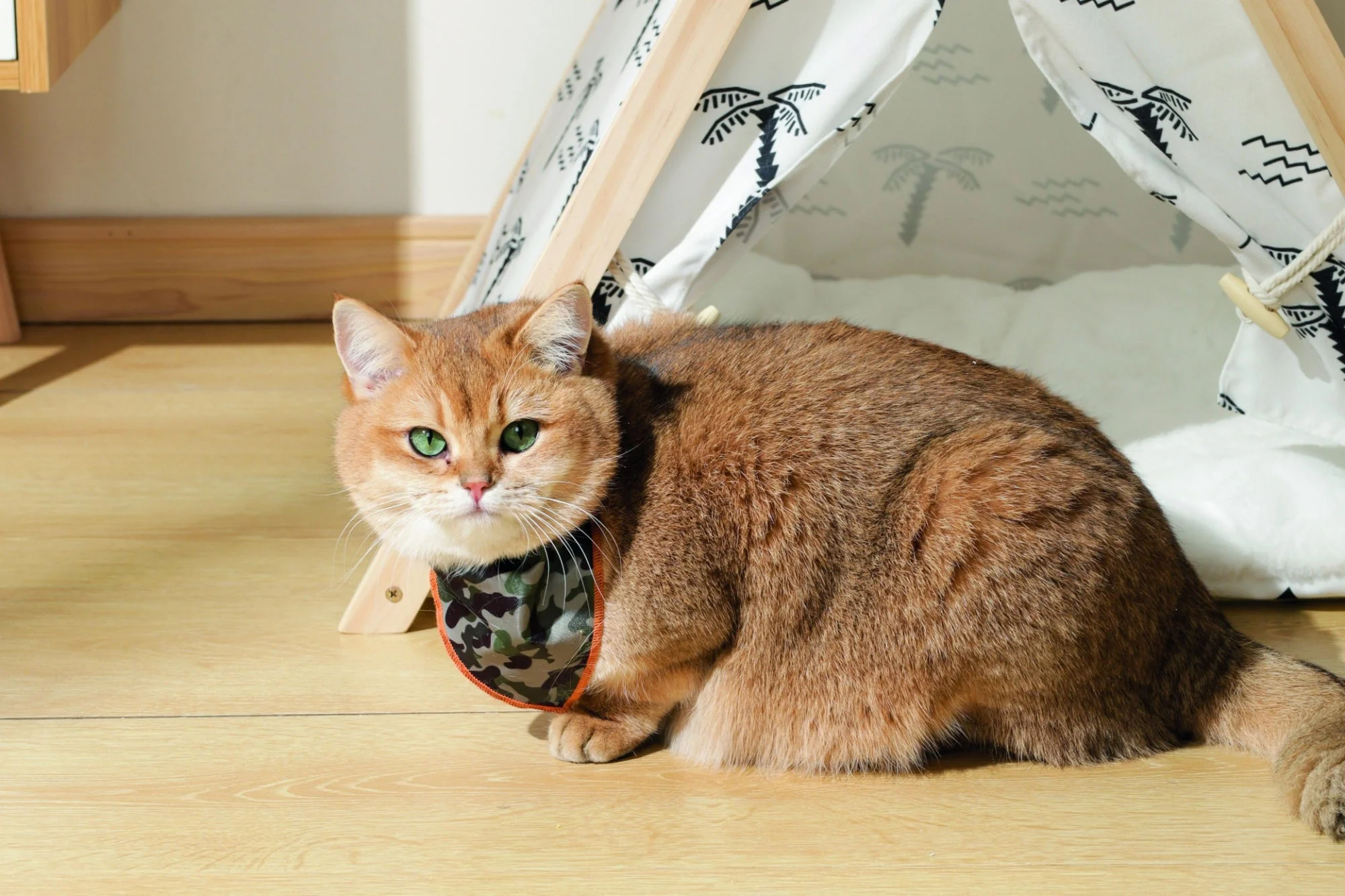M-PETS Wild Jungle Bandana Xtra Small - Image 3