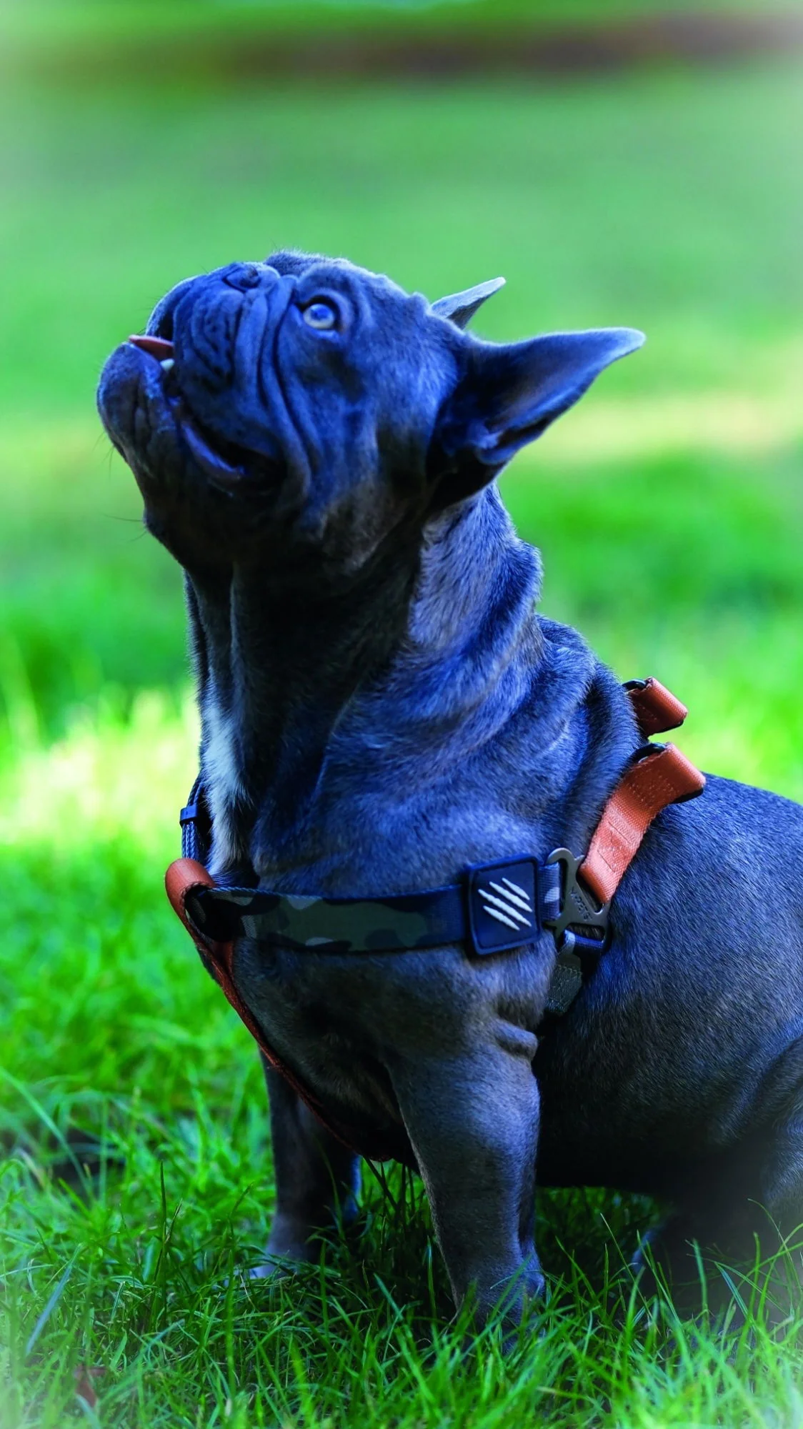 M-PETS Wild Jungle Harness Medium - Image 2