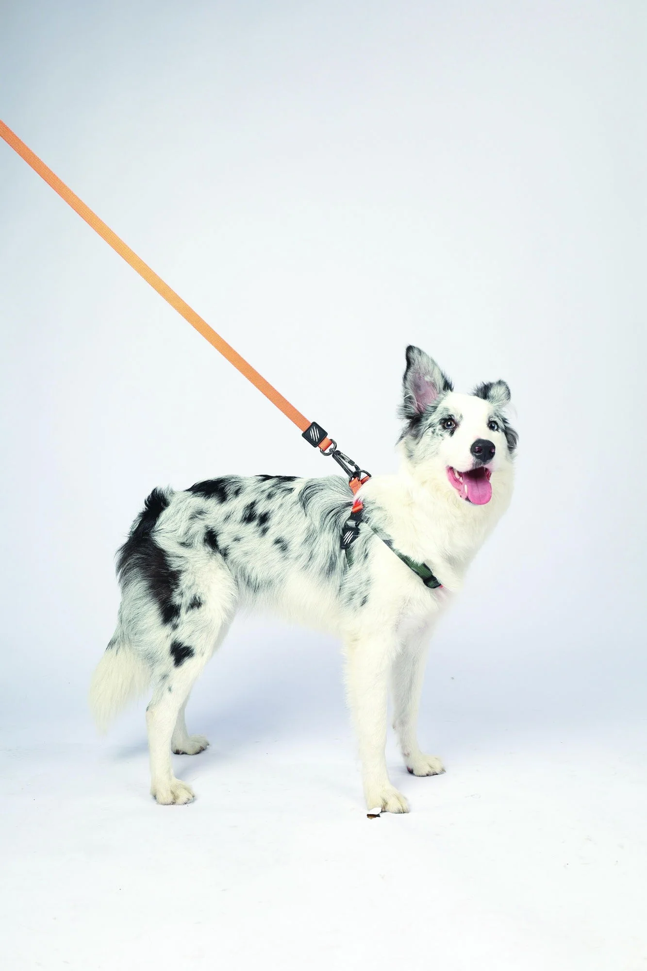 M-PETS Wild Jungle Regular Leash L-Xl - Image 4