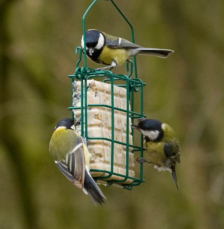 National Trust Rhine Peanut Cake Square Feeder - Image 2