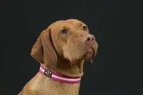 Oscar & Hooch Collar XLge Hot Pink - Image 2