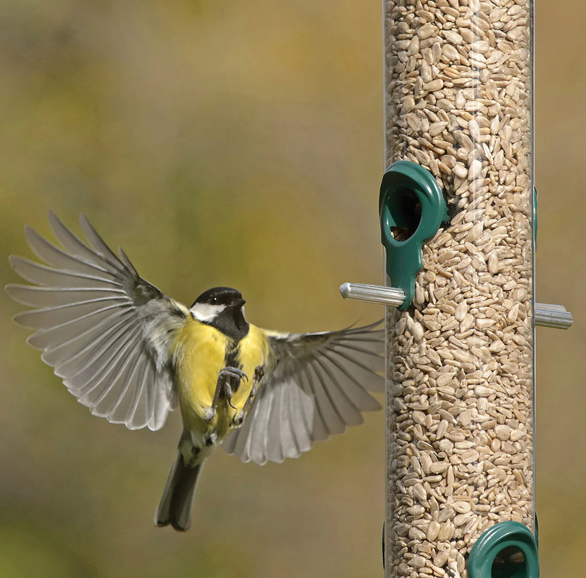 RSPB Sunflower Hearts - 900g - Image 3