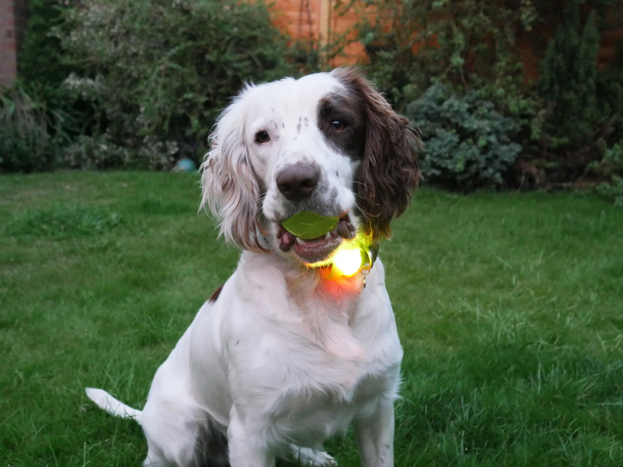 Silicon Collar Light Small 8cm - Image 3