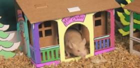 Smartkitz Pet Shacks Winter Holiday 2pack - Image 2